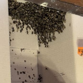 Bee Rescue - Bee colony in the transport box, with queen in her own cage - Pest Control Near Me
