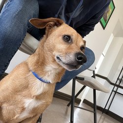 Mocksville Animal Hospital