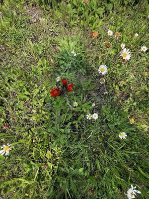Lutsen Mountains by null