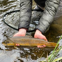 Wild Montana Anglers