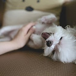 Pure In Home Pet Sitting