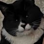 Photo of Tabitha's Pet Care Services