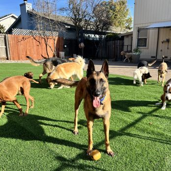 Canine Excellence - Dog Walkers Near Me Canine Excellence - Dog Walkers Near Me