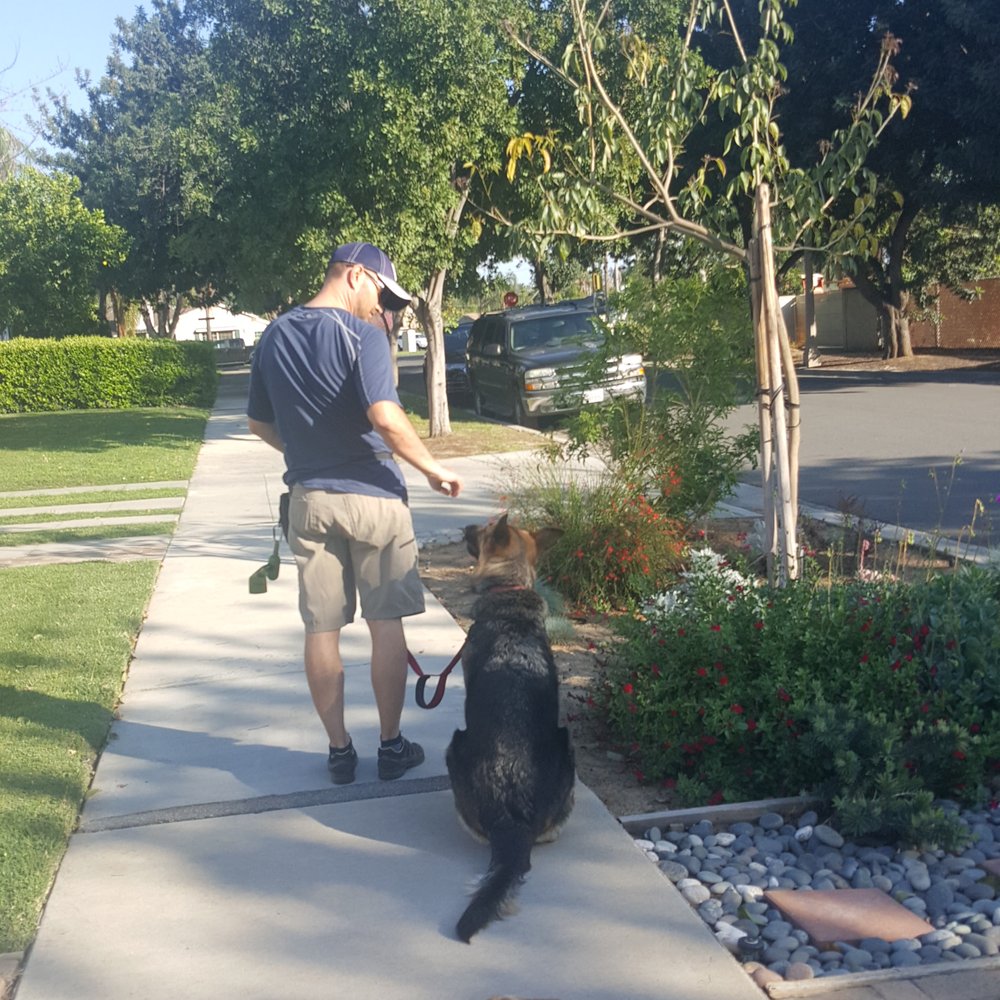 InsideOut Dog Training - Zooey learning how to sit and be patient when another dog walks by. - Pet Training Near Me - Riverside, California InsideOut Dog Training - Zooey learning how to sit and be patient when another dog walks by. - Pet Training Near Me - Riverside, California