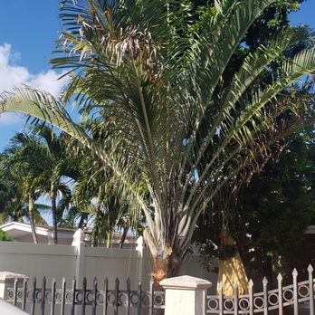 Specialized Tree Care - After - Tree Services Near Me - Doral, Florida Specialized Tree Care - After - Tree Services Near Me - Doral, Florida