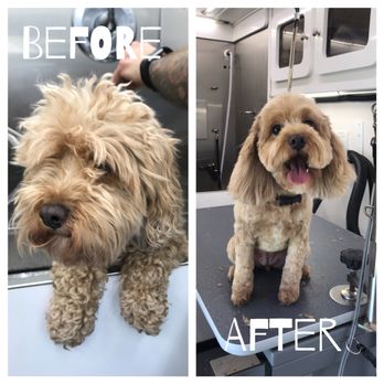 the dapper dog grooming salon