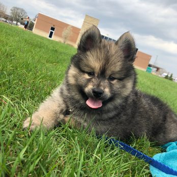 Your Puppy Hunter - "Pepper" we renamed him Xander, his first day with us at 7 weeks old - Pet Stores Near Me Your Puppy Hunter - "Pepper" we renamed him Xander, his first day with us at 7 weeks old - Pet Stores Near Me