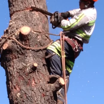 Gruett Tree - More pics of removal - Tree Services Near Me - Orange, California Gruett Tree - More pics of removal - Tree Services Near Me - Orange, California