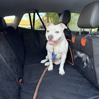 Lead & Thrive Dog Training - Pet Training Near Me