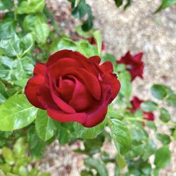 Shinn Historical Park & Arboretum - Red Rose