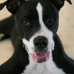 West Chester Farmers Market - Our adopted dog!