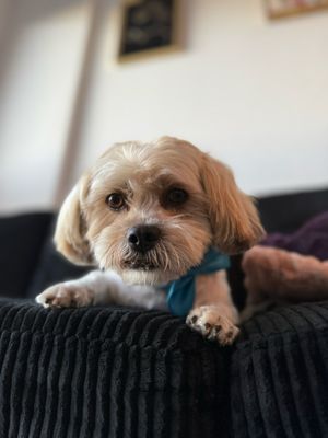 Miami's Pet Grooming