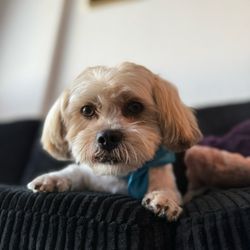 Miami's Pet Grooming