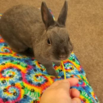 Cuddle Bunny - Pet Boarding Near Me - Chicago, Illinois Cuddle Bunny - Pet Boarding Near Me - Chicago, Illinois
