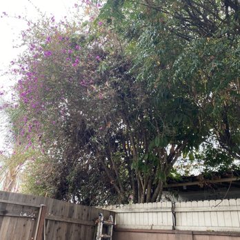 Kings Tree Services - That's the mess that would fall constantly and we could never keep the yard clean. - Tree Services Near Me