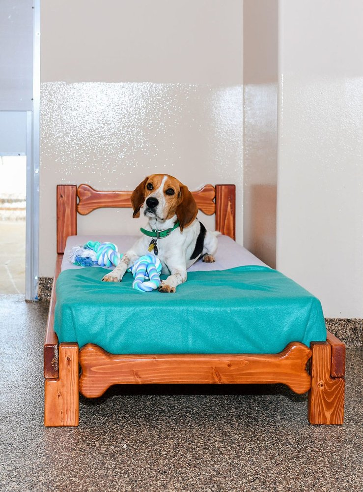 BLESSED PAWS LUXURY PET RESORT 16 Photos & 10 Reviews 20130