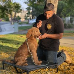 Goldendoodle working on "spot" command at park