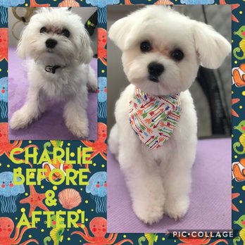 Makeover Rover Mobile Pet Grooming - Pet Groomers Near Me