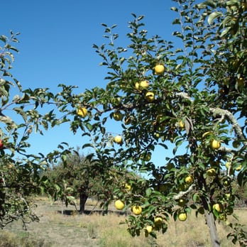 Apple-A-Day Ratzlaff Ranch - Fruits & Veggies Near Me - Sebastopol, California