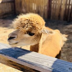 Longshadow Ranch Vineyard And Winery - Alpaca