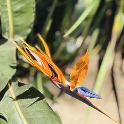 Golf Gardens - May 23, 2025 | Friday | Beautiful flowers | Birds of Paradise & scenery at mini golf | Memorial Day Weekend!