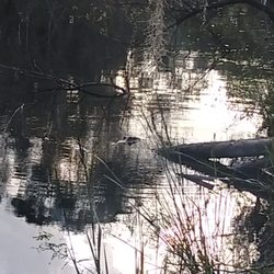 Venice Myakka River Park - I always feel like, somebody's watching me..