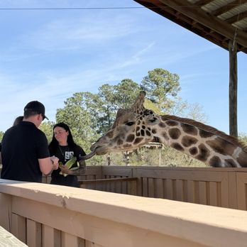 Broadway Zoological Park - Feed the giraffe! - Zoos Near Me - Broadway, North Carolina