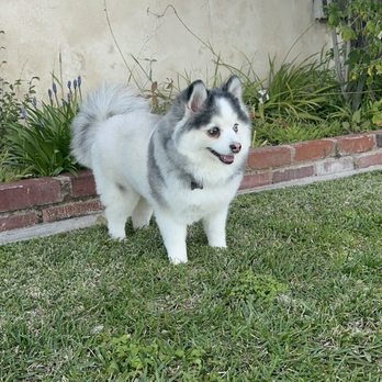 Ironmaya Pet Grooming - Pet Groomers Near Me - Arcadia, California Ironmaya Pet Grooming - Pet Groomers Near Me - Arcadia, California