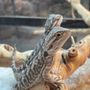 Photo of Kendogs Reptiles