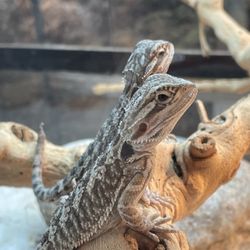 Kendogs Reptiles