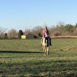 Havens Hope Ranch and Stables