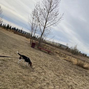 Barkley Dog Park - Beagle enjoying the scents, bench and garbage bin just outside parking area - Dog Parks Near Me - Leduc, Alberta