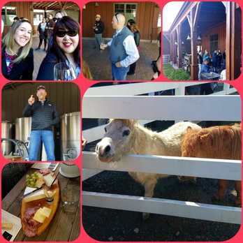 Tamber Bey Vineyards - Still reminiscing about Tamber Bey, still want a mini horse LOL! - Wineries Near Me - Calistoga, California