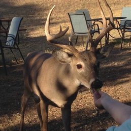 9 point buck eating from my hand!