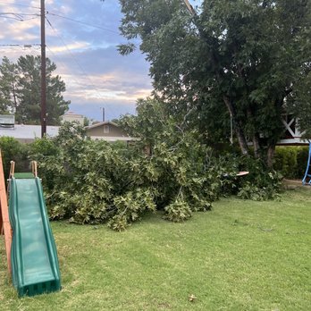 Ryan's Removal - Fallen branch off pecan tree - Tree Services Near Me