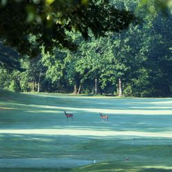 Kirkwood National Golf Club - Hole 13 is a beautiful par 5 and one of several holes on the course that are greatly enjoyed by the resident white tail deer.