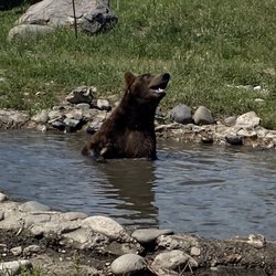Montana Grizzly Encounter - Max living his best life