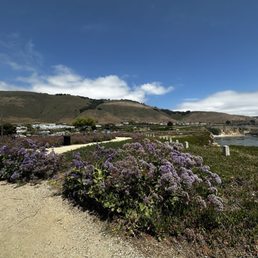 Sea Lavender