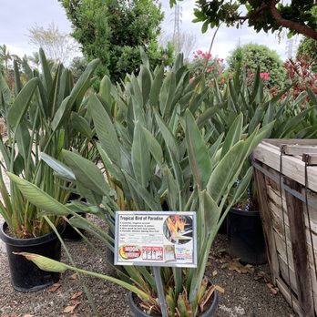 Moon Valley Nurseries - Tree Services Near Me - Irvine, California