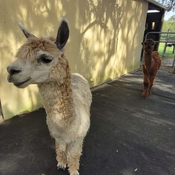 LunaSea Alpaca Farm - Attraction Farms Near Me - Clermont, Florida LunaSea Alpaca Farm - Attraction Farms Near Me - Clermont, Florida