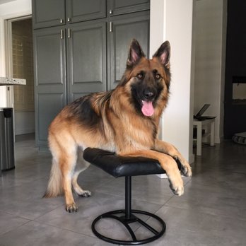 SD Dog Trainer - Pet Training Near Me