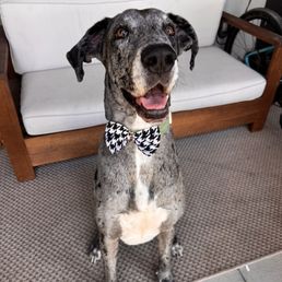 A very clean & happy pup A very clean & happy pup