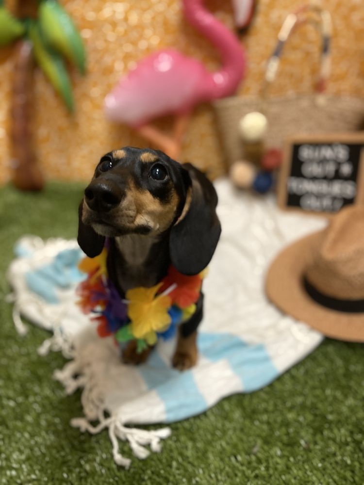 DOGTOPIA Updated October 2024 81 Photos & 16 Reviews 3706 S River