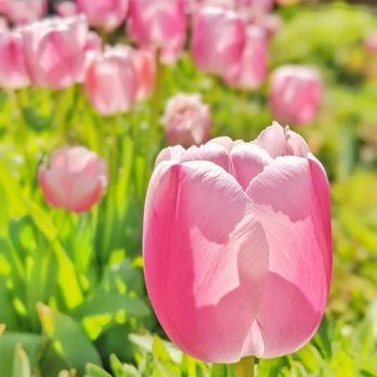 Filoli - Pink tulips in the sunshine - Botanical Gardens Near Me - Woodside, California