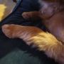 Photo of Calling All Paws Mobile Pet Grooming