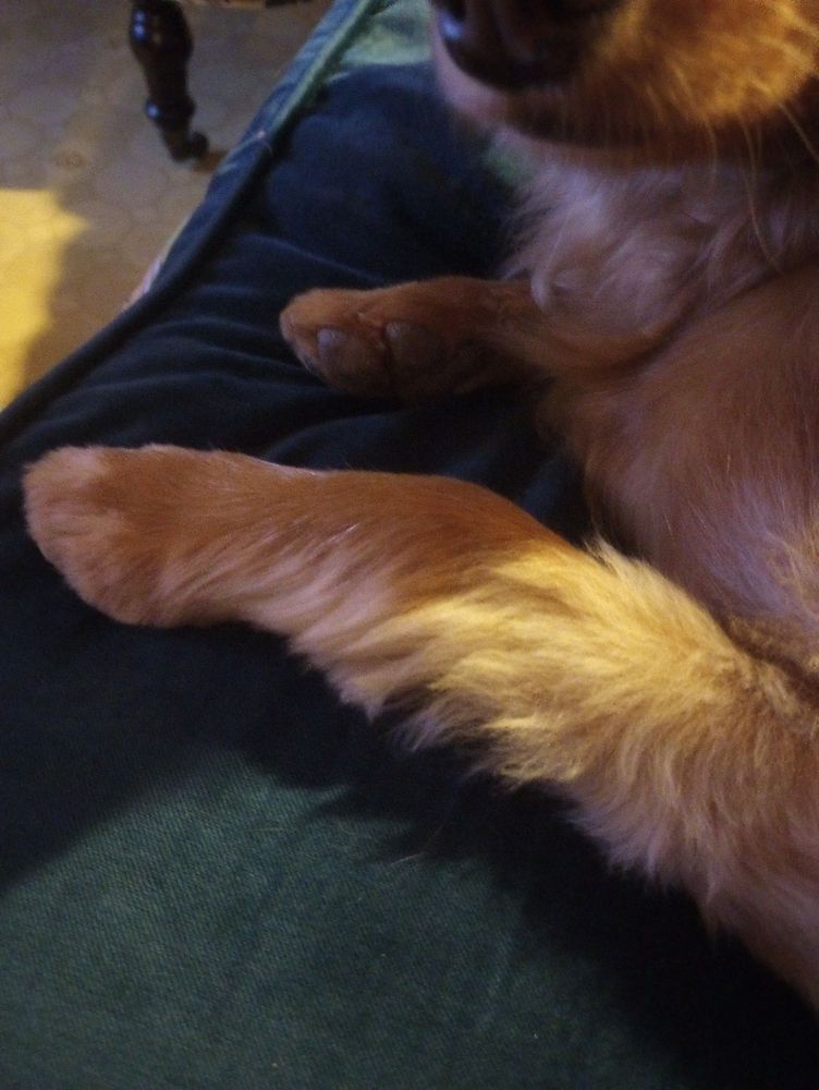 CALLING ALL PAWS MOBILE PET GROOMING Updated September 2024 14