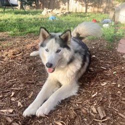 Wags & Wonders - Lulu in the yard with Brittany.