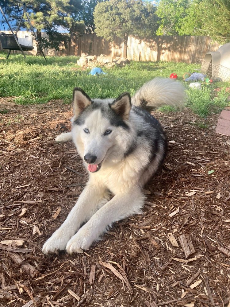Wags & Wonders - pet boarding facility in Loveland, CO