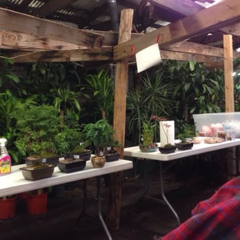 Sunshine Miniature Trees - Bonsai class. - Nurseries & Gardening Near Me - Dallas, Texas