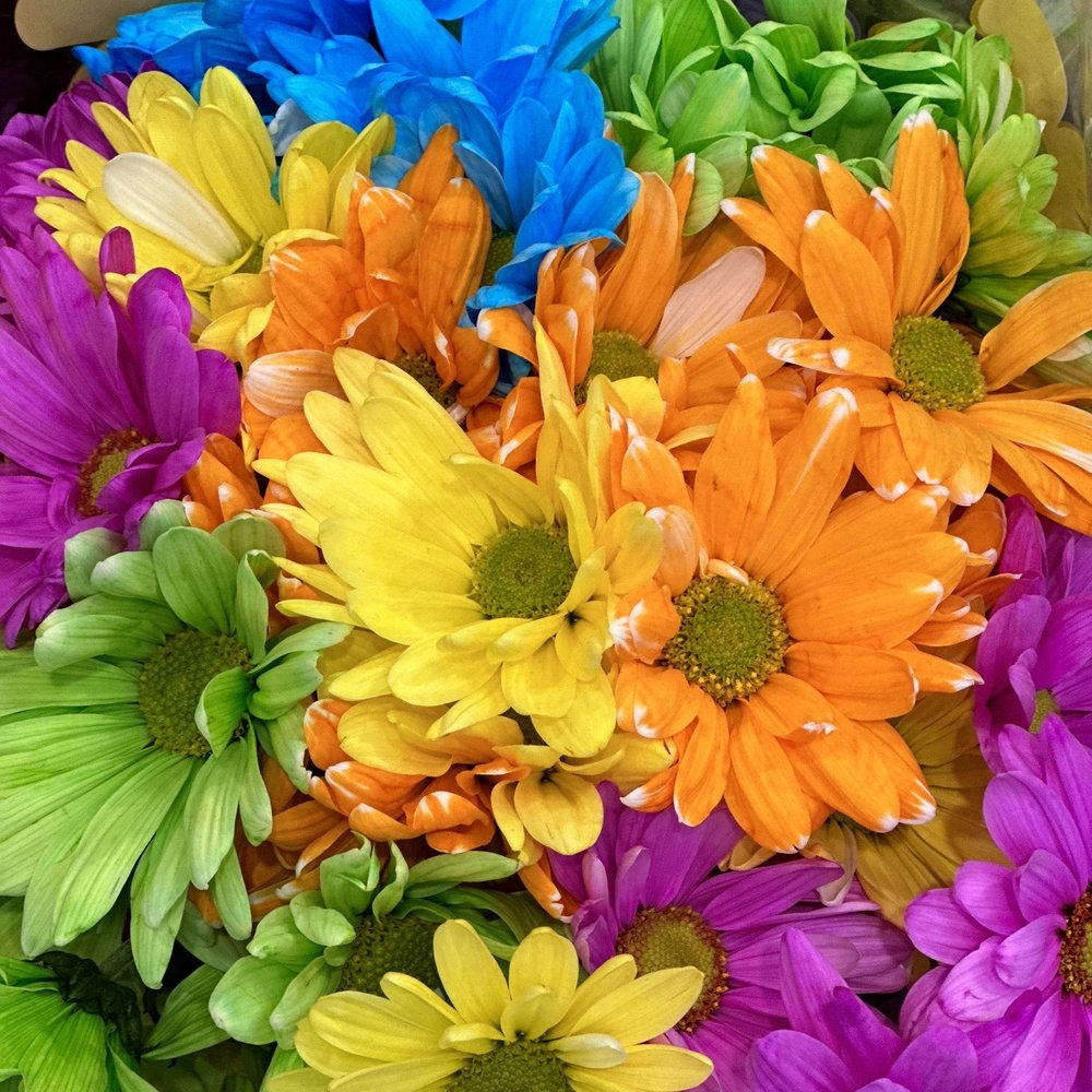 Kroger Food Stores - What colorful flowers! - Grocery Near Me - Galveston, Texas Kroger Food Stores - What colorful flowers! - Grocery Near Me - Galveston, Texas